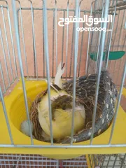  4 كنار جواز مع بيض وفي اجواز مع افراخ