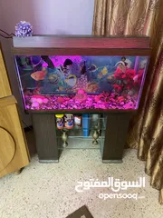  1 حوض سمك اوسكر كامل اغراضو للبيع