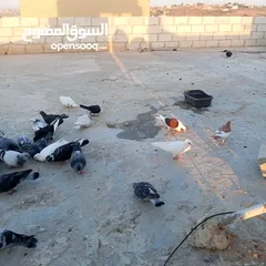  2 حمام كوم للبيع