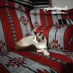  9 قطه رادغول للبيع