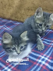  1 قطتان صغيرتان للتبني مجانا في صويلح
