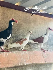  5 حمام انواع نخب اول معاكيف وبغدادي وابلق