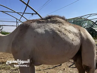  4 قعدان للبيع