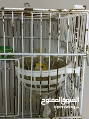 30 طيور كنار للبيع