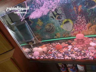  28 حوض سمك اوسكر كامل اغراضو للبيع