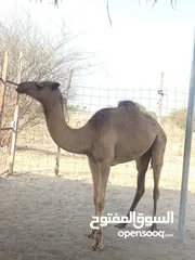  2 بكره صفره مادوبه وجاهزه