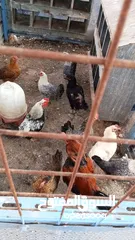  4 دجاج بلدي +خم جاج كبير