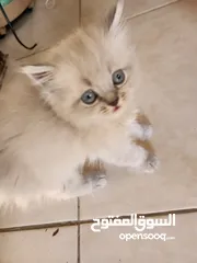  4 كيتنز هملايا بلو بيور /قطط هملايا