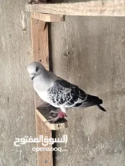  7 جواز و حبات