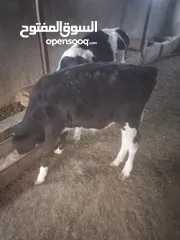  4 ابقار للبيع قابل للتفاوض
