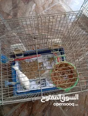  12 أكثر من 14جوز  موجود أكثر من20مخلف