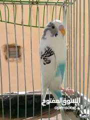  1 عصفور حب مع قفص اربع معالف