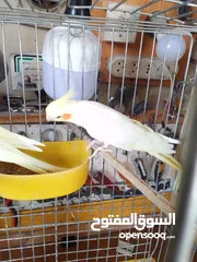  6 جوز ببغاء كوكتيل