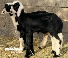  3 جعد عمانيات اصل + كبشان نجديات أصل مشاريع فحول مواصفات مرغوبه للتربيه جاهزات كل شي سليم فيهن