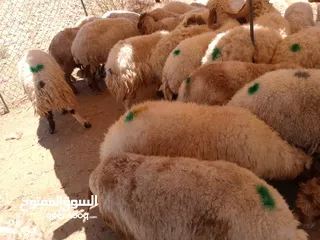  4 نفس الصور بالضبط أضاحي وعقيقه كبش صحراوي  اوزان من 19 ل30 لحم احجز ضحيتك ذبح أو دون ذبح السعر100ل150