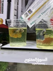  10 متوفر سمك فايتر هاف مون
