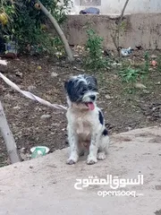  1 كلب بوجي  