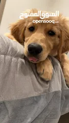  1 Golden retriever puppy