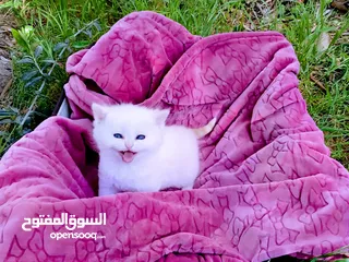  4 قطط سكوتش فولد+ ستريت  مستوى عالٍ جدا ما شاء الله إنتاج السنة هاي ما شاء الله