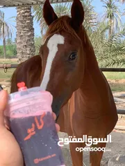  3 خيل للبيع الموقع صحم