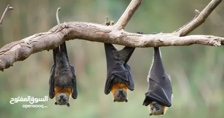  1 مطلوب:خفافيش الفاكهة