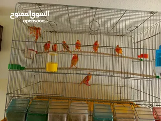  15 كوكتيل وحب وجنة و جولدن فينش وكنار وطفرات الفيشر باربلو وعندليب وكراون بلو ونابليون