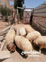  15 خمس خواريف اضاحي للبيع