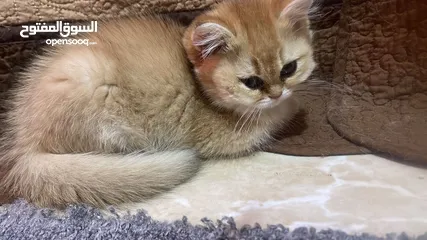  5 قطط سكوتش اهالي مسجله
