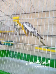  13 ببغاء كوكتيل ذكر وانثى مع قفص كبير
