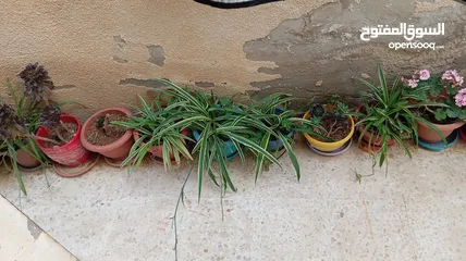  2 زريعة للبيع