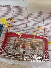  2 عصافير كناري للبيع كامل الطيور مع القفاص