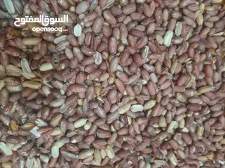  17 محمص للبيع بكامل عدته وبضاعته وديكوره يعمل بشكل جيد قابل للتطوير البيع بداعي السفر