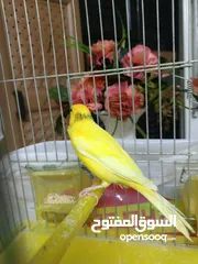  8 كنار للبيع شغالات تحتهم بيض وفي فراح الله يبارك لاصاحب نصيب سعر حرق تواصل