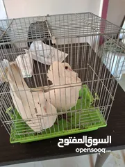  3 جوز حمام ملوكي للبيع
