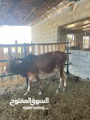  3 بيع الأبقار