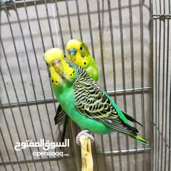  2 جوزين حب شغالات مع اقفاصهم