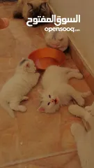 3 قطط هيمالايا للبيع