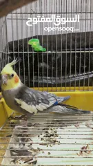  9 جوز كوكتيل للبيع بسعر حرق للتوصل