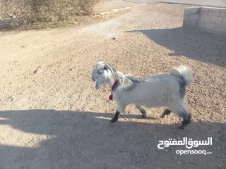  3 جدي ابيض ازرق