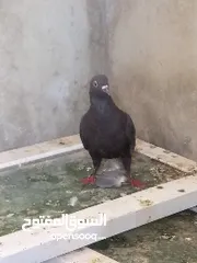  2 حمام للبيع