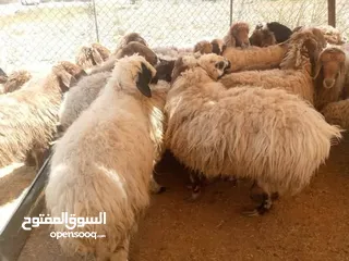  5 عروض اضاخي بسعر مغري