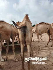  7 camels Muscat barka