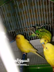 2 طيور حب للبيع عائله كامله
