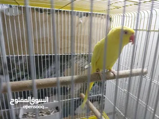  5 بسم الله الرحمن الرحيم صلو على النبي للبيع طيره دره لاتينو عيون حمر ريش كامل ناقصها ذكر بس