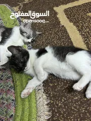  1 قطط همالايا مكس للتبني