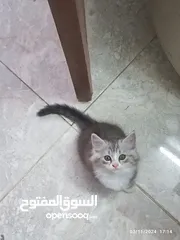  2 قطط شيرازي للبيع