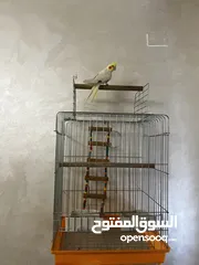  1 ببغاء كوكتيل مع قفص