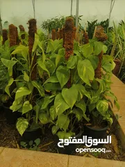  13 مشاتل المملكة الزراعية لتنسيق الحدائق