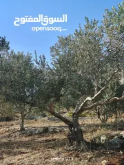  1 ارض للبيع في زبوبا طريق المطلة