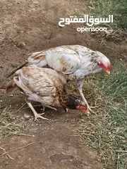  3 دجاج باكستاني